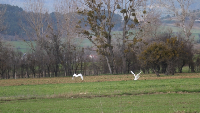 Nadir rastlanan beyaz balıkçıl kuşlar Bolu'da görüntülendi