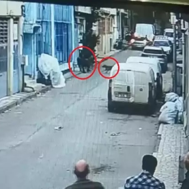 Pitbul ile saldırı davasında 3 sanığa indirimli hapis cezası