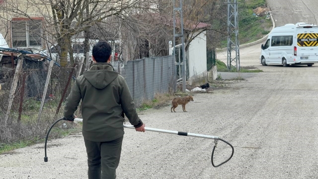 Karabük'te yerleşim yerine inen hasta çakal tedavi edilip doğaya salındı