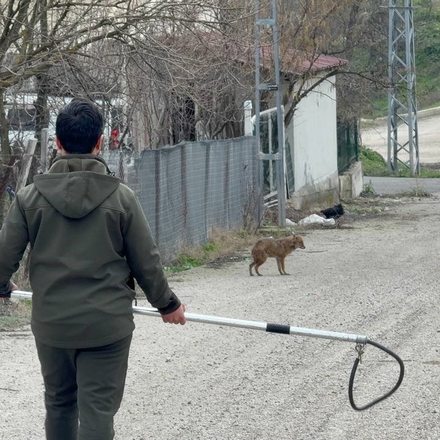 Karabük'te yerleşim yerine inen hasta çakal tedavi edilip doğaya salındı