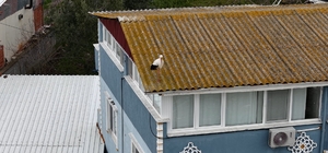Yaren leyleğin 20 gün erken gelen eşi Nazlı dron kamerasında