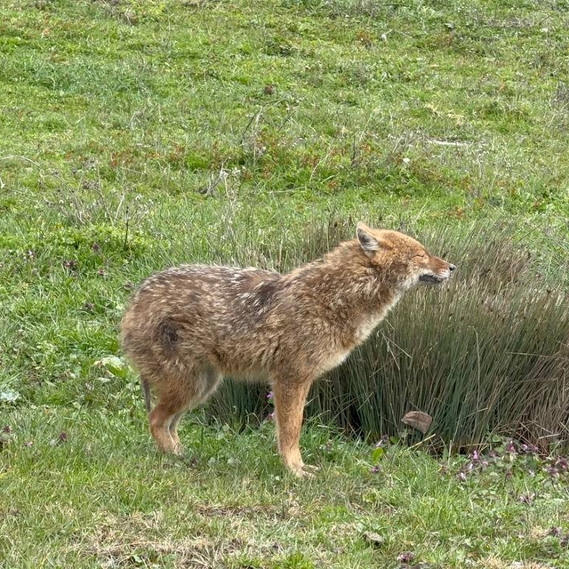 Karabük'te mahalleye inen hasta çakal tedavi edildi