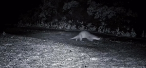 Ganos Dağları'nda nadir görüntü: Ormanda yürüyen su samuru kamerada