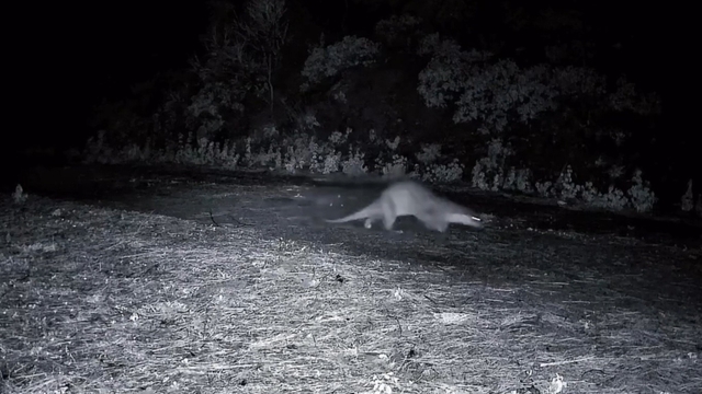 Ganos Dağları'nda nadir görüntü: Ormanda yürüyen su samuru kamerada