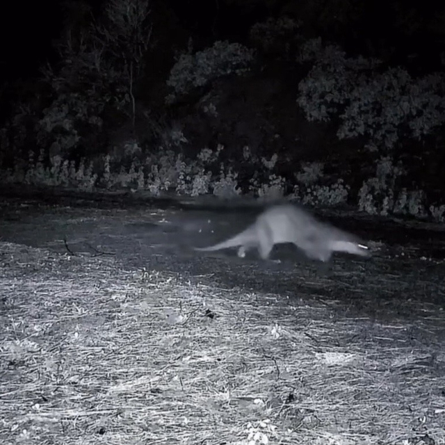 Ganos Dağları'nda nadir görüntü: Ormanda yürüyen su samuru kamerada