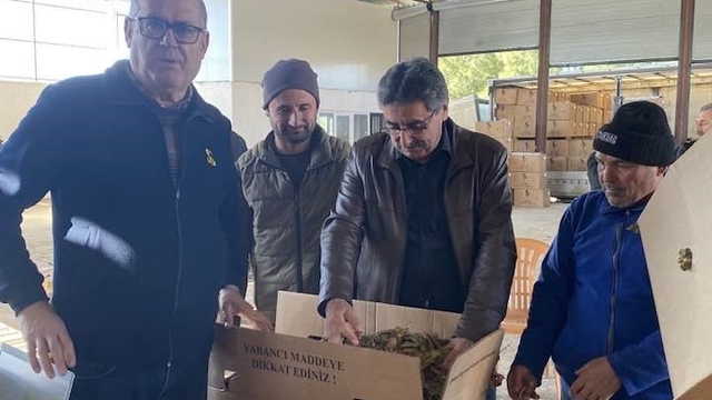 Karacasu'da tütünler paketlenmeye başladı, üretici fiyatlardan dert yandı