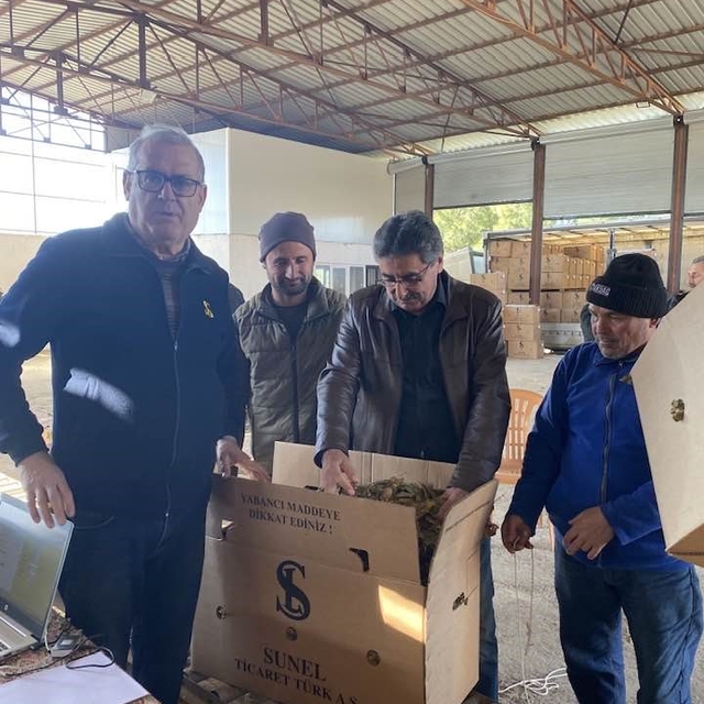 Karacasu'da tütünler paketlenmeye başladı, üretici fiyatlardan dert yandı