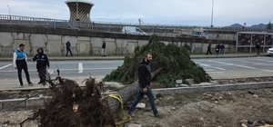 Rize'de fırtına; yol kenarındaki ağaçlar devrildi