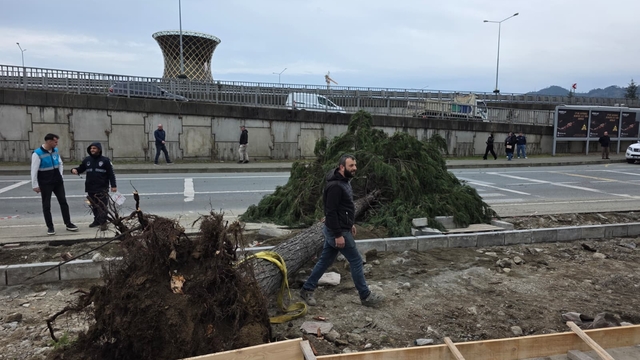 Rize'de fırtına; yol kenarındaki ağaçlar devrildi
