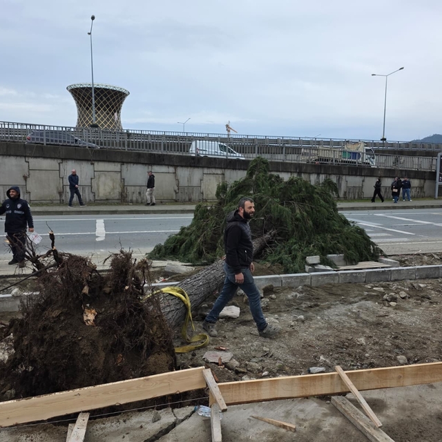 Rize'de fırtına; yol kenarındaki ağaçlar devrildi