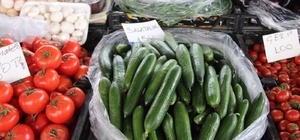 Seralar zarar gördü, Muğla'da salatalık rekor fiyata ulaştı