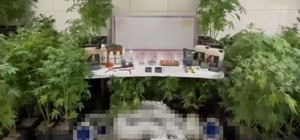 Bursa'da uyuşturucu operasyonu: 1 gözaltı