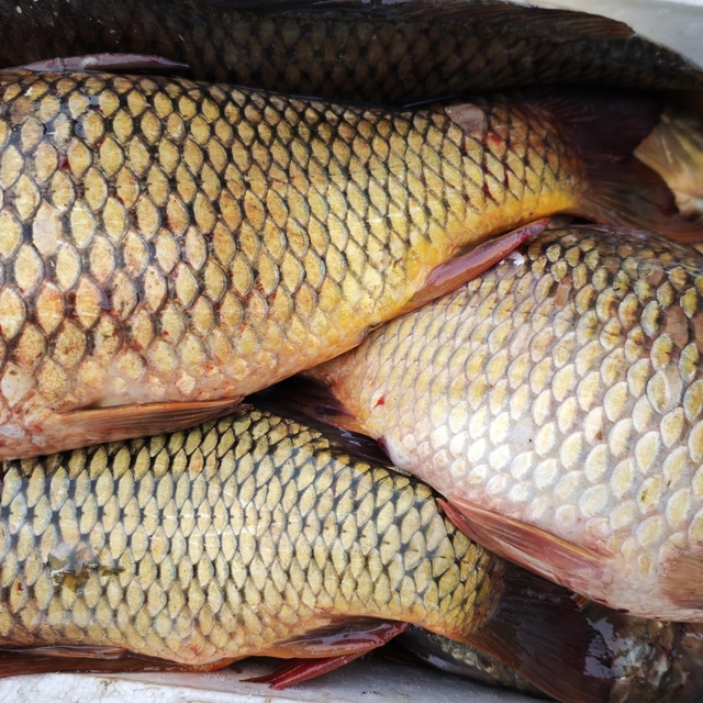 Ramazan ayında sazan balığına ilgi