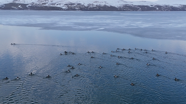 Nazik Gölü'nde buzlar çözüldü, ördeklerin dansı hayran bıraktı