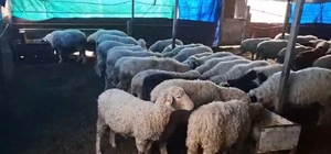 Hobi olarak 4 koyunla başlayan kardeşler 600 hayvan sayısına ulaştı