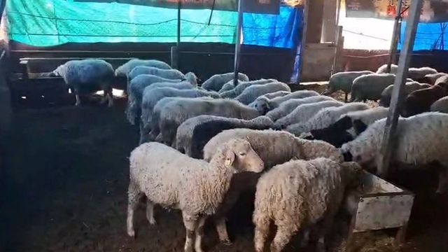 Hobi olarak 4 koyunla başlayan kardeşler 600 hayvan sayısına ulaştı