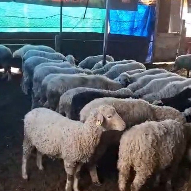 Hobi olarak 4 koyunla başlayan kardeşler 600 hayvan sayısına ulaştı