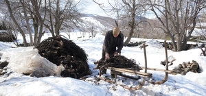 Muş'ta besicilerin asırlık geven otu geleneği sürüyor Muş'ta besiciler geveni kızaklarla taşıyor, asırlık gelenek sürüyor