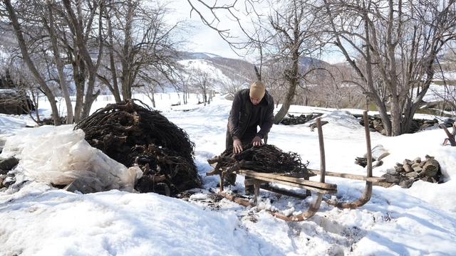 Muş'ta besicilerin asırlık geven otu geleneği sürüyor
Muş'ta besiciler geveni kızaklarla taşıyor, asırlık gelenek sürüyor