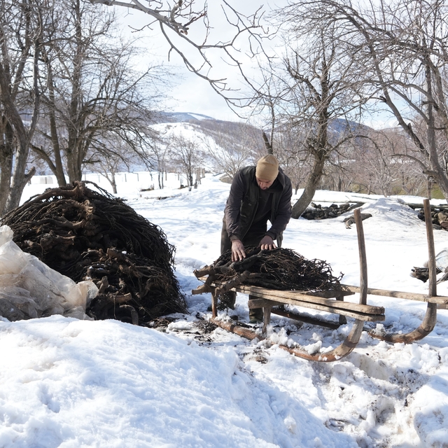Muş'ta besicilerin asırlık geven otu geleneği sürüyor
Muş'ta besiciler geve...