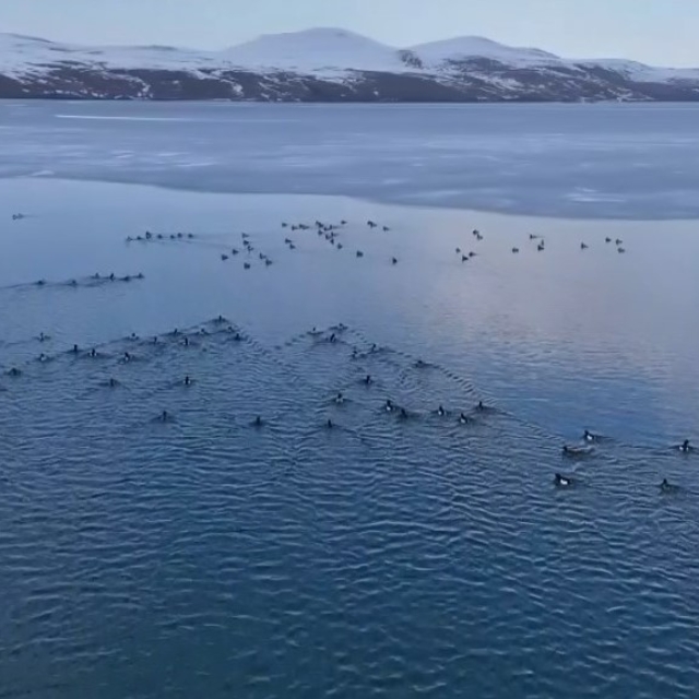 Nazik Gölü'nün buz tabakası çözüldü; yabani ördekler suya döndü