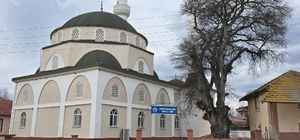 Samsun'da asırlık çitlembik ağacı için 'koruma' çağrısı