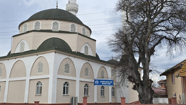 Samsun'da asırlık çitlembik ağacı için 'koruma' çağrısı