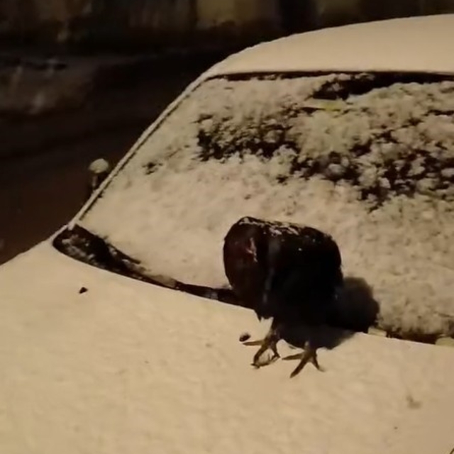 Kümesine giremeyen tavuk otomobil üzerine yumurtladı