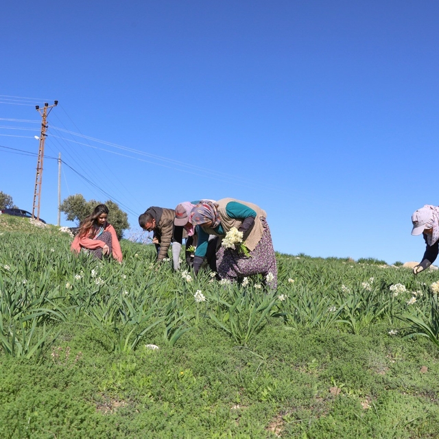 Mersin'de atıl araziler nergisle değerlendi, üretim 10 kat arttı