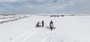 Büyükşehirden 'dilsiz dostlara' merhamet eli: Soğuk günlerde sıcak bir doku...