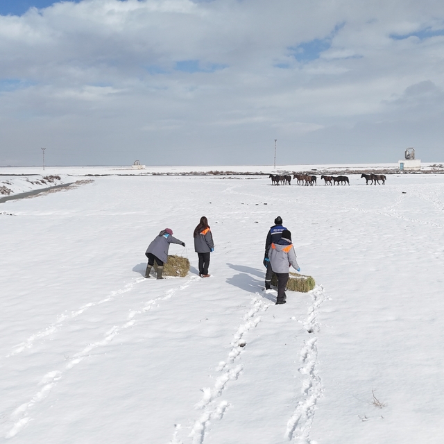 Büyükşehirden 'dilsiz dostlara' merhamet eli: Soğuk günlerde sıcak bir doku...