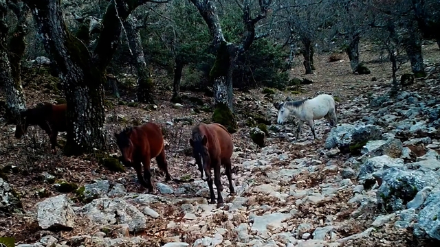 Kovada Gölü Milli Parkı'nda yaban hayatı fotokapana yansıdı
Yaban keçisi, yılkı atları, kurt, sincap ve geyik görüntülendi