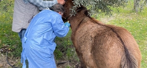 İncirliova'da Afrika At Vebası'na karşı çalışma başlatıldı