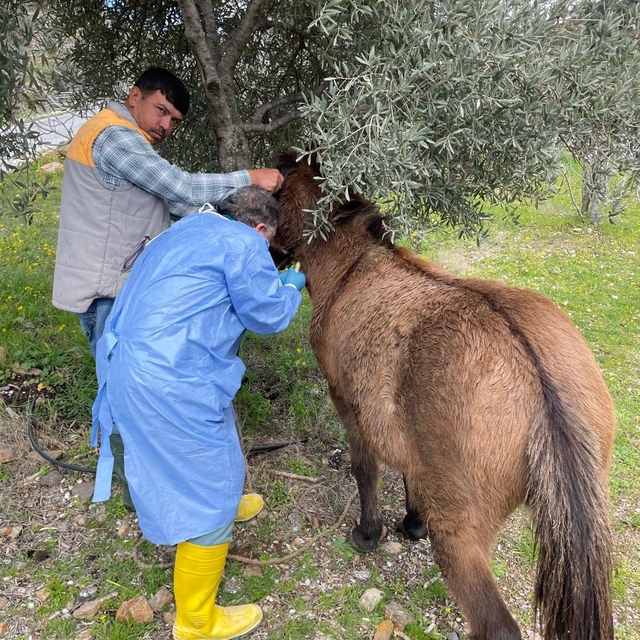 İncirliova'da Afrika At Vebası'na karşı çalışma başlatıldı