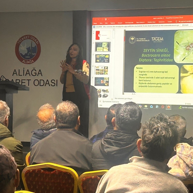 Aliağa'da tarımsal eğitimler aralıksız sürüyor
Aliağa'da zeytin üreticileri...