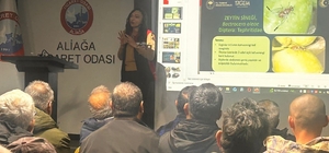 Aliağa'da tarımsal eğitimler aralıksız sürüyor Aliağa'da zeytin üreticilerine budama eğitimi