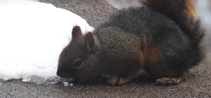 Uludağ'da kar ile susuzluğunu gideren sincap kamerada