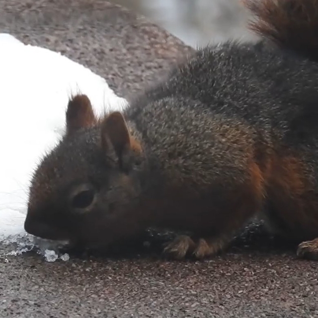 Uludağ'da kar ile susuzluğunu gideren sincap kamerada