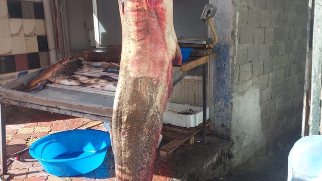 Osmaniye'de 2 metrelik dev yayın balığı vatandaşın ilgi odağı oldu