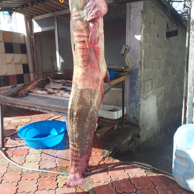 Osmaniye'de 2 metrelik dev yayın balığı vatandaşın ilgi odağı oldu