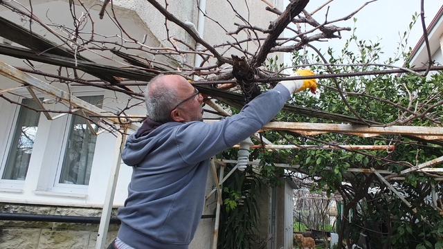 Burhaniye'de asmalarda budama sezonu başladı