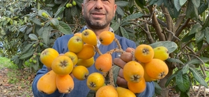 Sarı altın erken geldi: Yenidünya mart ayını beklemedi