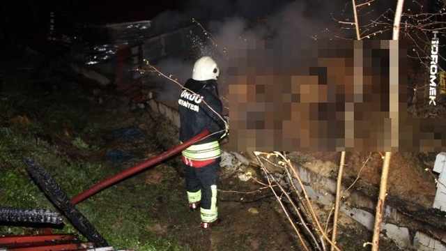 Ordu'da ahır yangını: 27 büyükbaş hayvan telef oldu