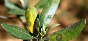 Zeytinde halkalı leke hastalığı ile mücadele çağrısı