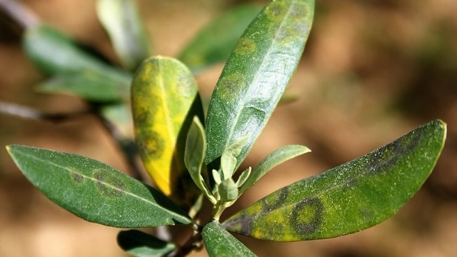 Zeytinde halkalı leke hastalığı ile mücadele çağrısı