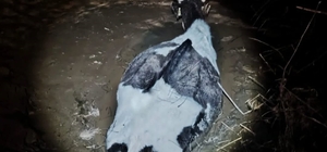 Bataklığa saplanan hayvan kurtarıldı