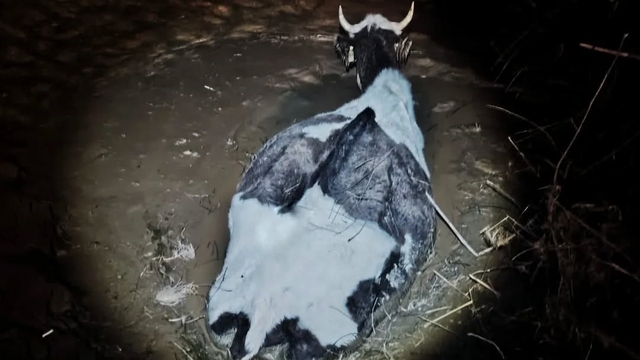 Bataklığa saplanan hayvan kurtarıldı