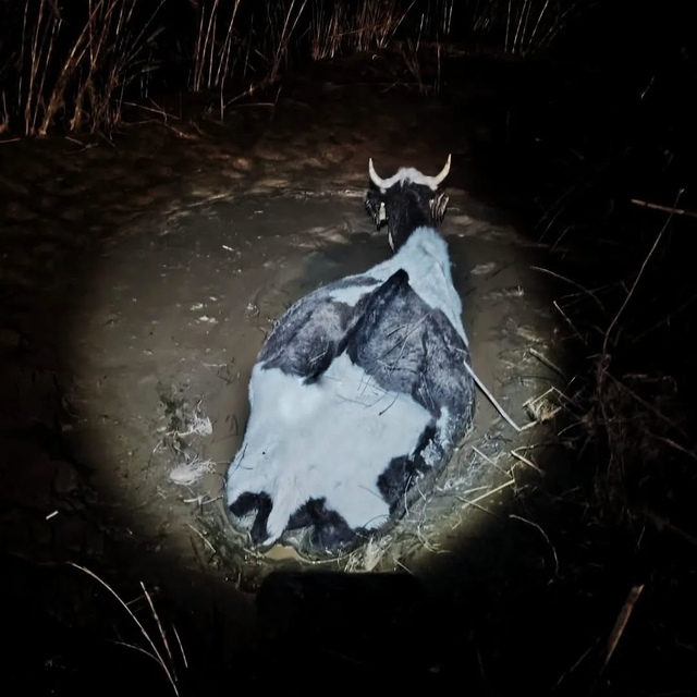 Bataklığa saplanan hayvan kurtarıldı