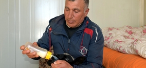 Annesi ölen 20 günlük kuzuyu evinde biberonla besliyor