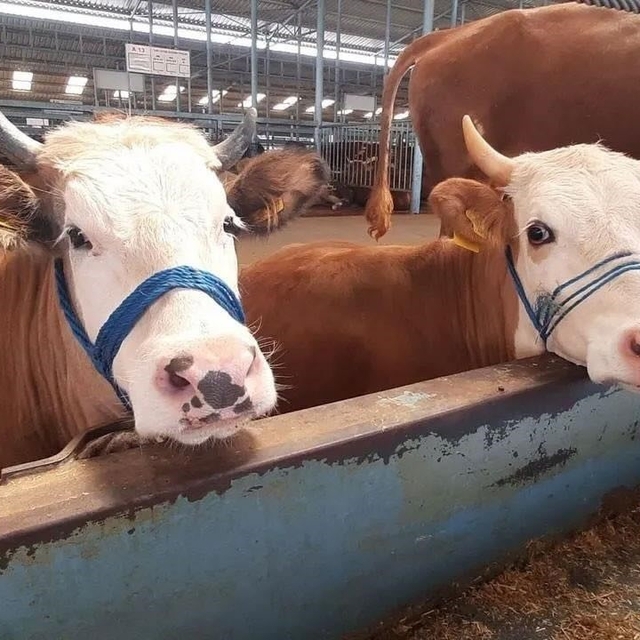 İncirliova'da şap karantinası kaldırıldı